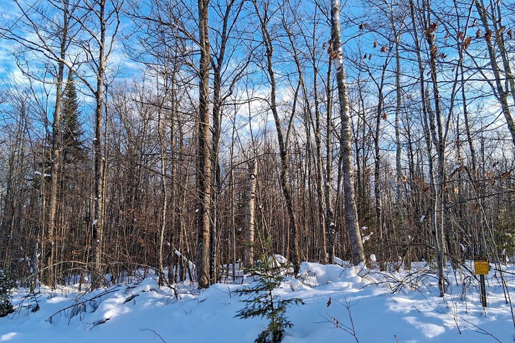 11-acre wooded property near Fishtrap Lake and Chippewa Flowage in Sawyer County, WI with rolling terrain, wildlife, and access to National Forest
