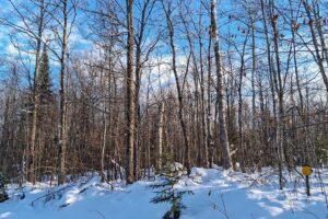 11-acre wooded property near Fishtrap Lake and Chippewa Flowage in Sawyer County, WI with rolling terrain, wildlife, and access to National Forest