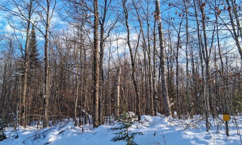 11-acre wooded property near Fishtrap Lake and Chippewa Flowage in Sawyer County, WI with rolling terrain, wildlife, and access to National Forest