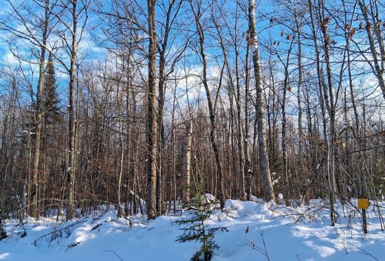 11-acre wooded property near Fishtrap Lake and Chippewa Flowage in Sawyer County, WI with rolling terrain, wildlife, and access to National Forest