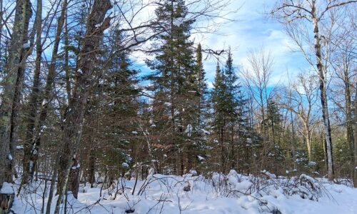 Wooded buildable property near Chippewa Flowage, Winter, WI with road access, cleared trail, and nearby public forest for hunting and recreation