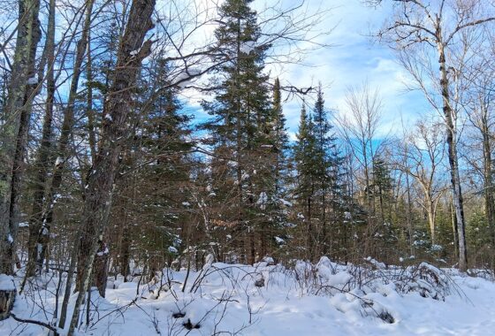 Wooded buildable property near Chippewa Flowage, Winter, WI with road access, cleared trail, and nearby public forest for hunting and recreation