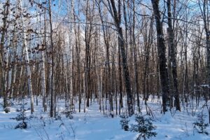 Wooded buildable property near Chippewa Flowage, Winter, WI with road access, cleared trail, and nearby public forest for hunting and recreation