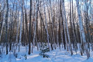 Wooded buildable property near Chippewa Flowage, Winter, WI with road access, cleared trail, and nearby public forest for hunting and recreation