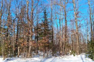 Wooded buildable property near Chippewa Flowage, Winter, WI with road access, cleared trail, and nearby public forest for hunting and recreation