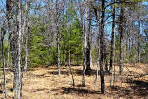 Buildable 1.9-acre wooded property for sale near Winter, WI. Features 600ft of National Forest border.