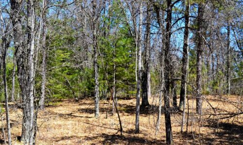 Buildable 1.9-acre wooded property for sale near Winter, WI. Features 600ft of National Forest border.