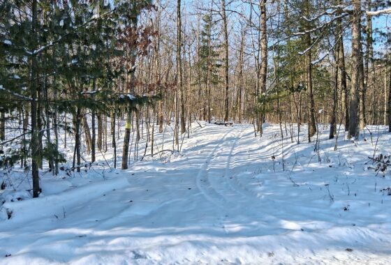 : Buildable 1.9-acre wooded property for sale near Winter, WI. Features 600ft of National Forest border.