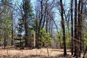 Buildable 1.9-acre wooded property for sale near Winter, WI. Features 600ft of National Forest border.