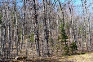 Buildable 1.9-acre wooded property for sale near Winter, WI. Features 600ft of National Forest border.