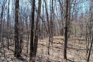 Buildable 1.9-acre wooded property for sale near Winter, WI. Features 600ft of National Forest border.