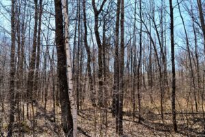 Buildable 1.9-acre wooded property for sale near Winter, WI. Features 600ft of National Forest border.