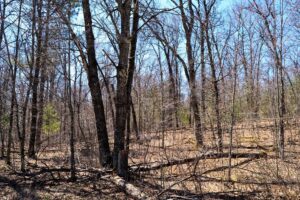 Buildable 1.9-acre wooded property for sale near Winter, WI. Features 600ft of National Forest border.