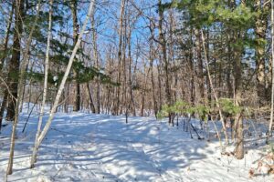 7.3-acre wooded property for sale near Winter, WI. Adjoins National Forest on two sides.