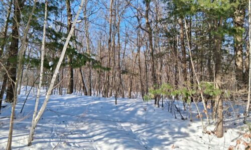 7.3-acre wooded property for sale near Winter, WI. Adjoins National Forest on two sides.
