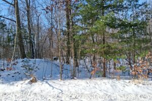 7.3-acre wooded property for sale near Winter, WI. Adjoins National Forest on two sides.