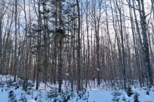 7.3-acre wooded property for sale near Winter, WI. Adjoins National Forest on two sides.