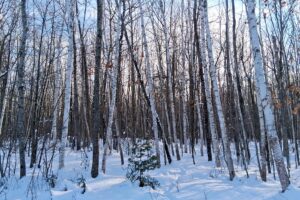 7.3-acre wooded property for sale near Winter, WI. Adjoins National Forest on two sides.