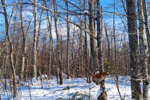 7.3-acre wooded property for sale near Winter, WI. Adjoins National Forest on two sides.