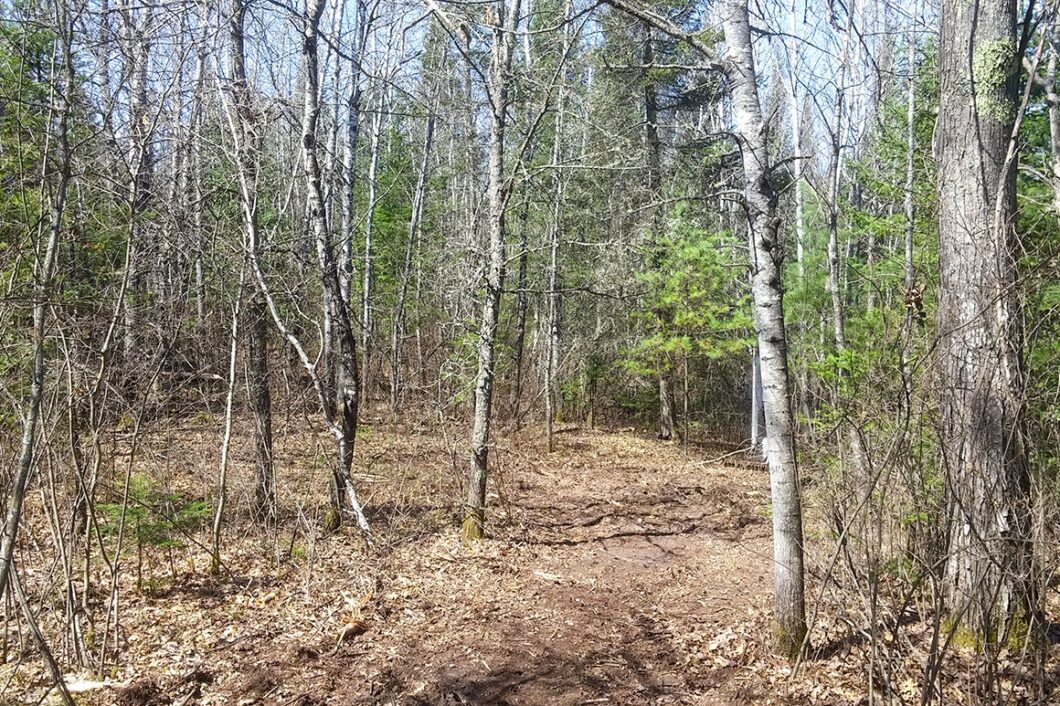 Buildable 2-acre wooded parcel for sale near Winter, WI.
