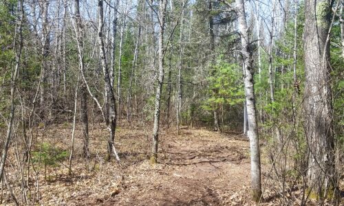 Buildable 2-acre wooded parcel for sale near Winter, WI.