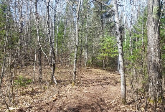 Buildable 2-acre wooded parcel for sale near Winter, WI.