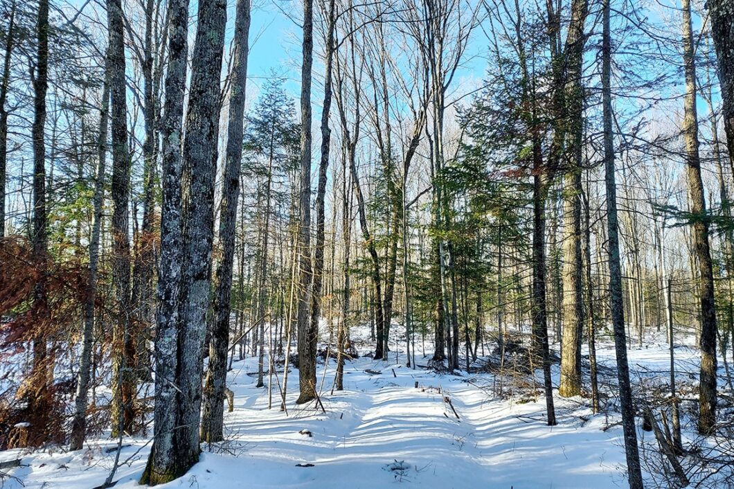 Buildable 2-acre wooded parcel for sale near Winter, WI.