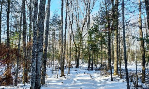 Buildable 2-acre wooded parcel for sale near Winter, WI.