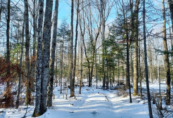 Buildable 2-acre wooded parcel for sale near Winter, WI.