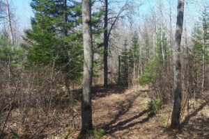 Buildable 2-acre wooded parcel for sale near Winter, WI.