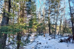Buildable 2-acre wooded parcel for sale near Winter, WI.