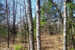 Buildable 2-acre wooded parcel for sale near Winter, WI.