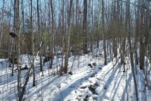 Buildable 2-acre wooded parcel for sale near Winter, WI.
