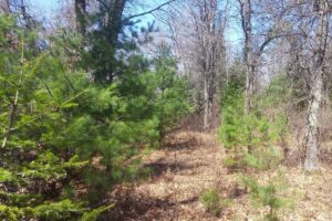 Buildable 2-acre wooded parcel for sale near Winter, WI.