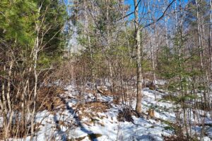 Buildable 2-acre wooded parcel for sale near Winter, WI.