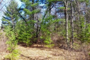 Buildable 2-acre wooded parcel for sale near Winter, WI.