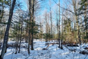 Buildable 2-acre wooded parcel for sale near Winter, WI.