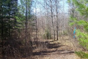 Buildable 2-acre wooded parcel for sale near Winter, WI.