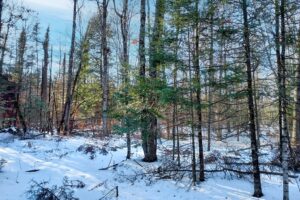 Buildable 2-acre wooded parcel for sale near Winter, WI.