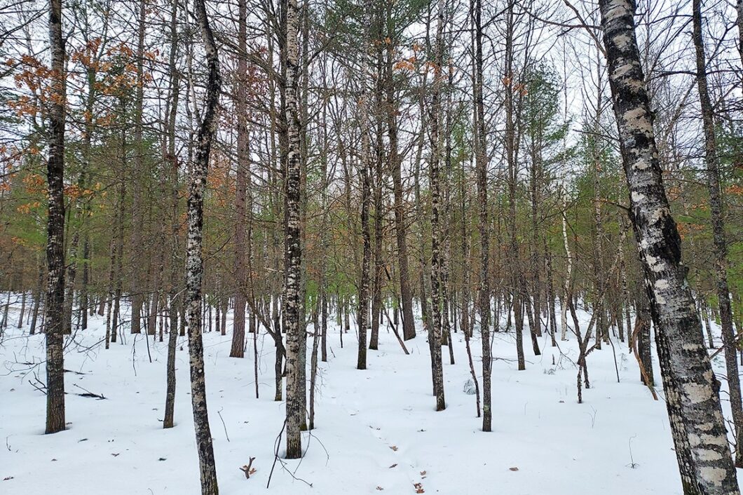 Buildable 7.73-acre wooded parcel for sale near Winter, WI. Directly adjoins National Forest.