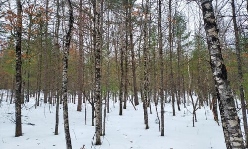 Buildable 7.73-acre wooded parcel for sale near Winter, WI. Directly adjoins National Forest.