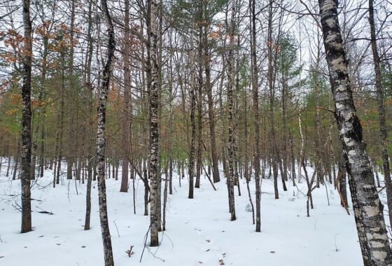 Buildable 7.73-acre wooded parcel for sale near Winter, WI. Directly adjoins National Forest.