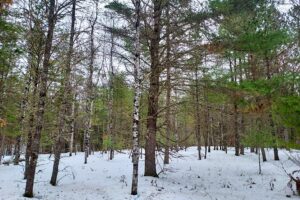 Buildable 7.73-acre wooded parcel for sale near Winter, WI. Directly adjoins National Forest.