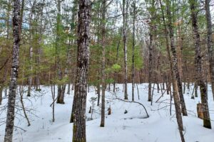 Buildable 7.73-acre wooded parcel for sale near Winter, WI. Directly adjoins National Forest.