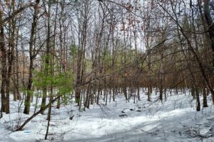 Buildable 7.73-acre wooded parcel for sale near Winter, WI. Directly adjoins National Forest.