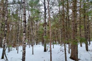 Buildable 7.73-acre wooded parcel for sale near Winter, WI. Directly adjoins National Forest.