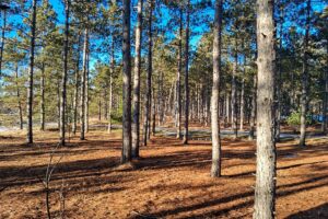 Buildable, improved land for sale near Lake Petenwell in Central Wisconsin