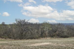 Buildable wooded land for sale in Southern Wisconsin Driftless Region