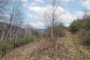 Buildable wooded land for sale in Southern Wisconsin Driftless Region