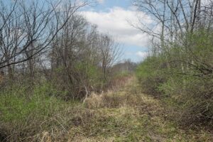 Buildable wooded land for sale in Southern Wisconsin Driftless Region